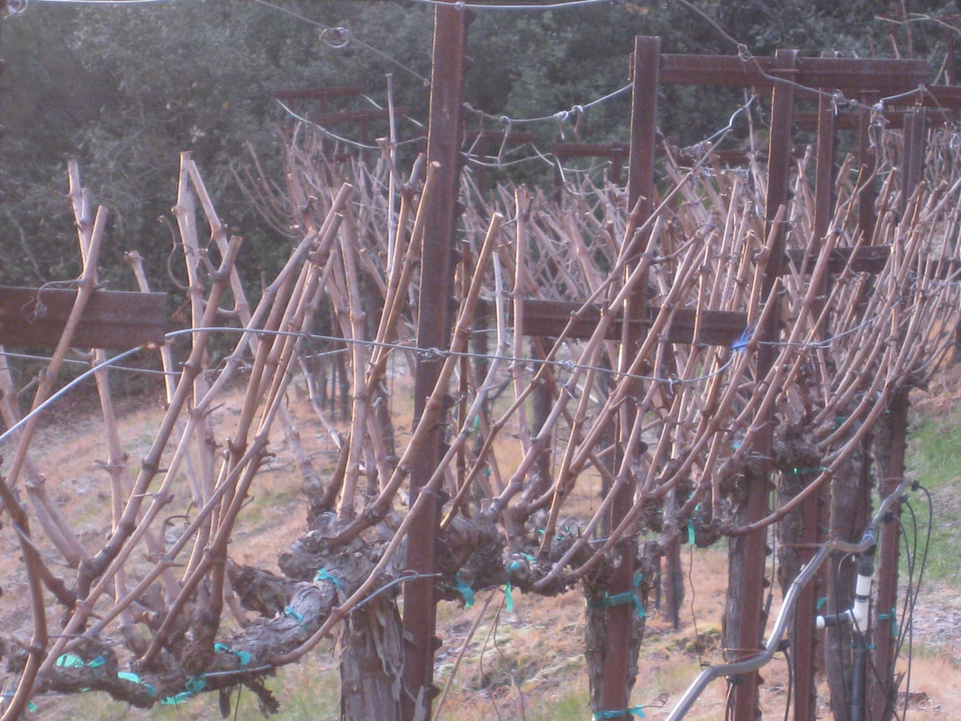 Pre-pruned vines, Winter
